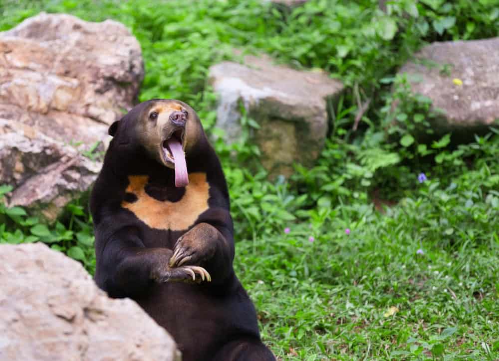 honey bear