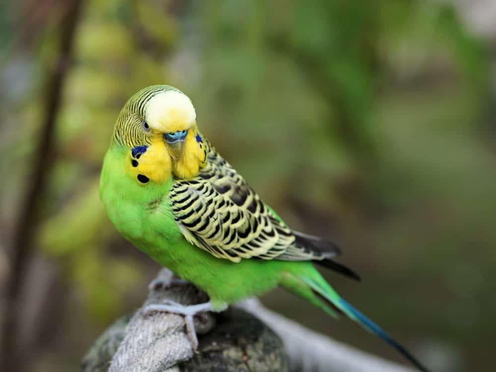 Green Budgerigar Parrot