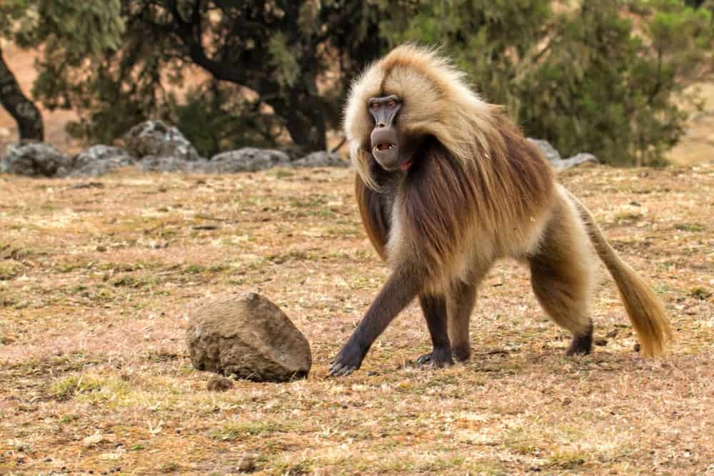 Baboon male