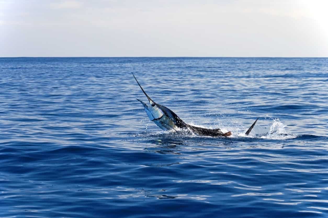 41 Types of Fish Most Popular Saltwater and Freshwater Fish 