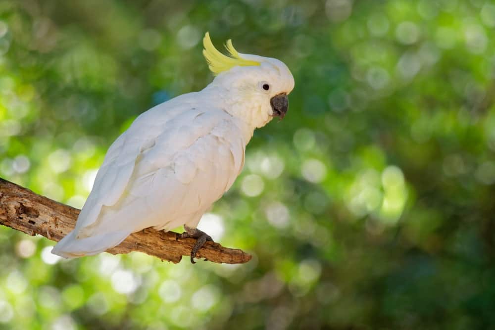 A White Cockatoo with Yellow Head