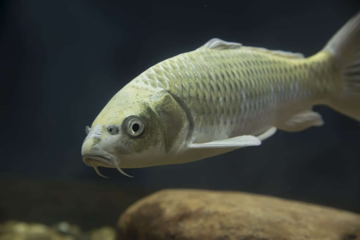 Tench fish