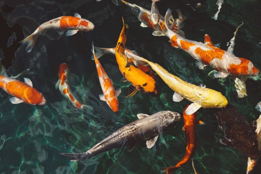 Fish in water