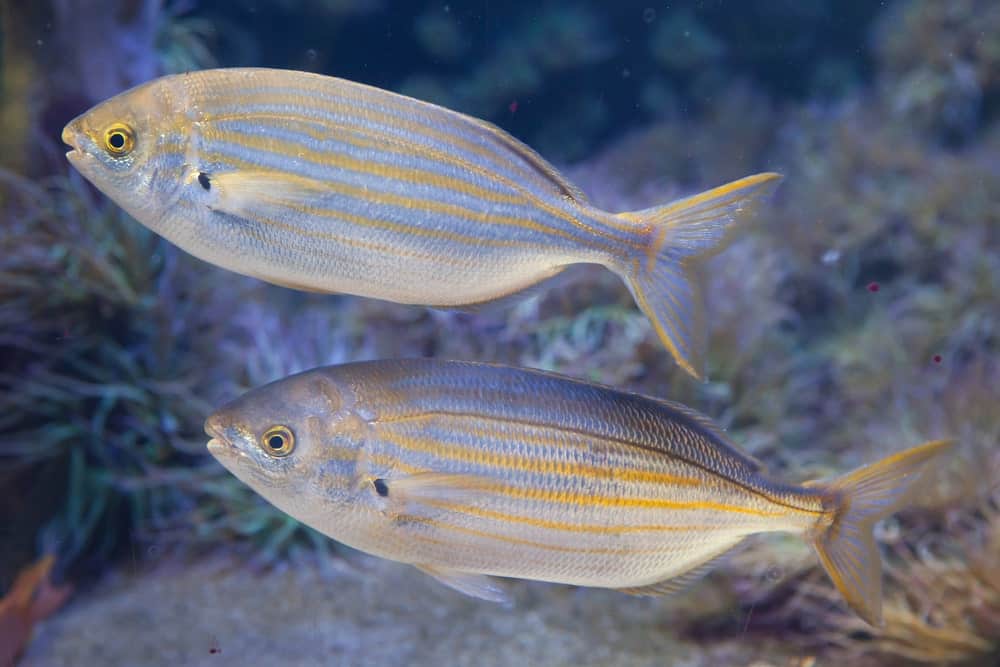 Salema porgy fish