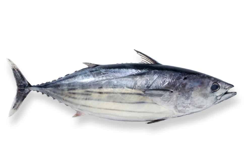 Bonito fish
