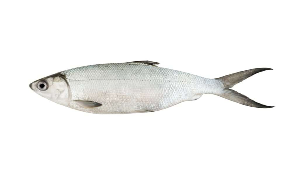 Baltic whitefish