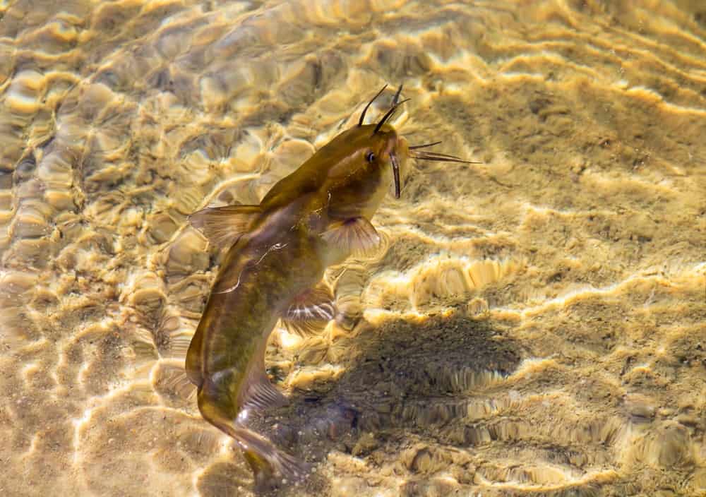 Brown Bullhead