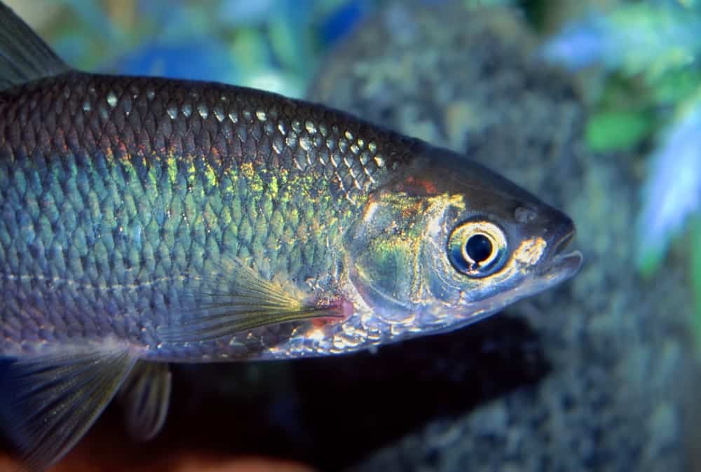 Golden Shiner fish