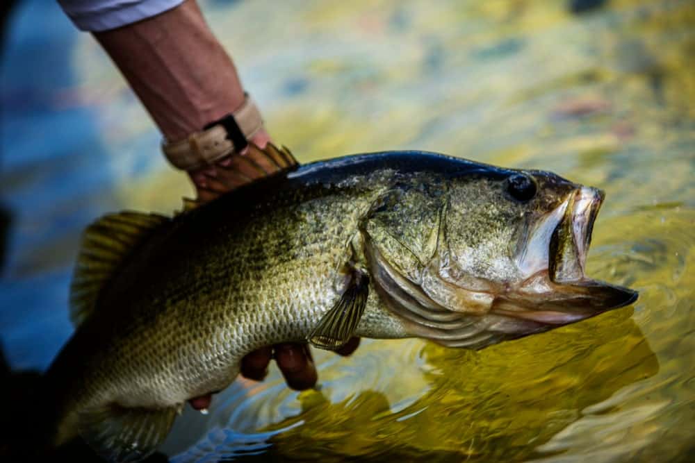 argemouth Bass fish