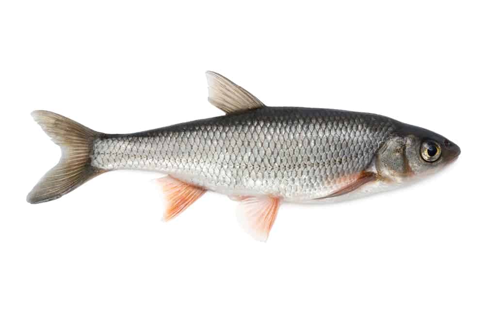 common dace fish