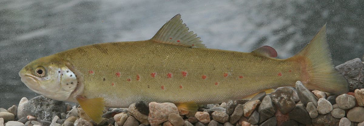 Adriatic trout