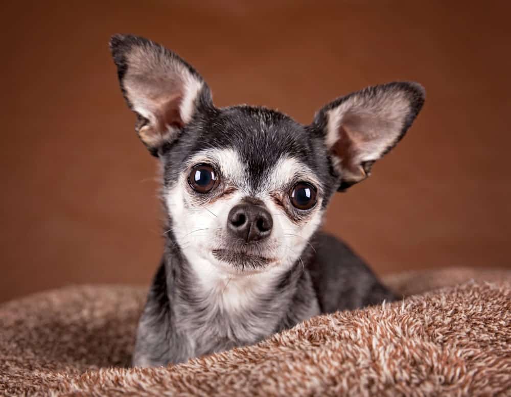 Chihuahua with an Apple Shaped Head