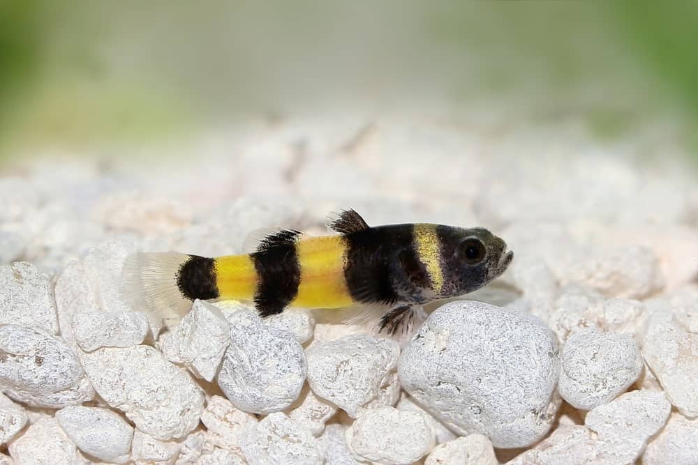Bumblebee Catfish under the Sea