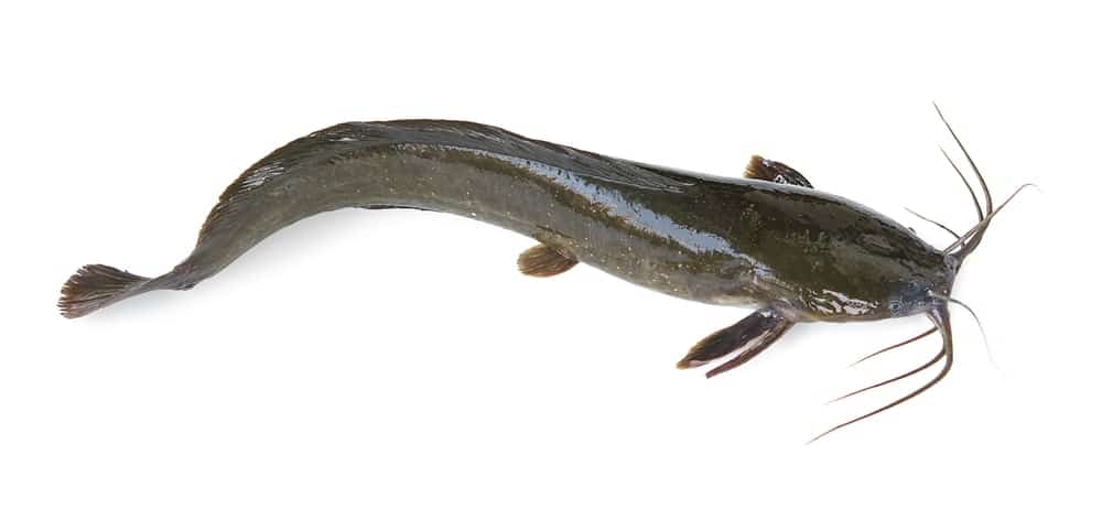 Channel Catfish