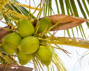 Green Coconuts hanging From Coconut Tree
