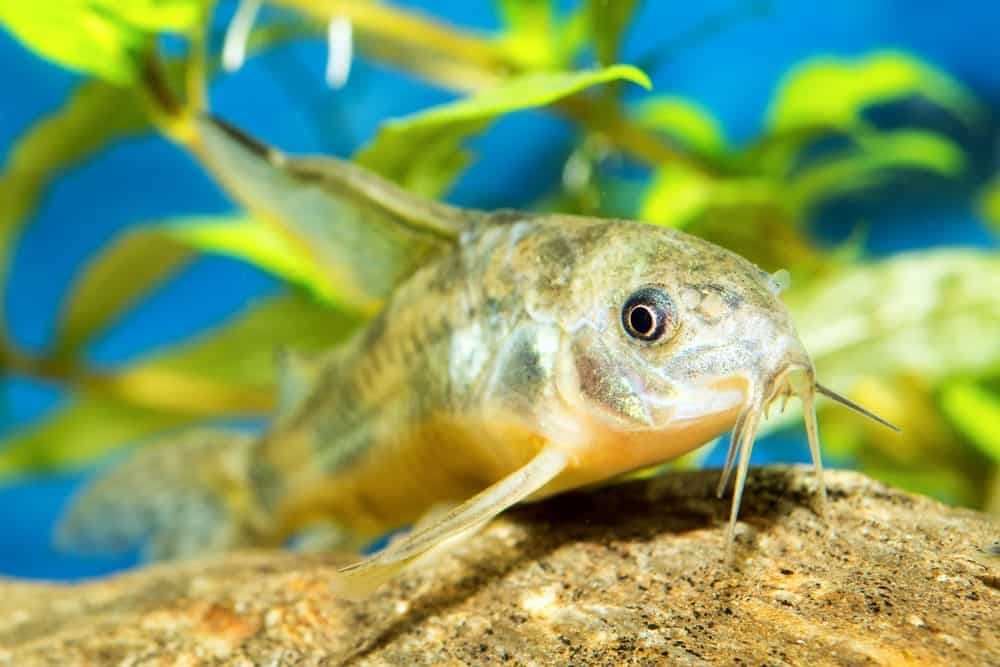 Cory Catfish in the Waters