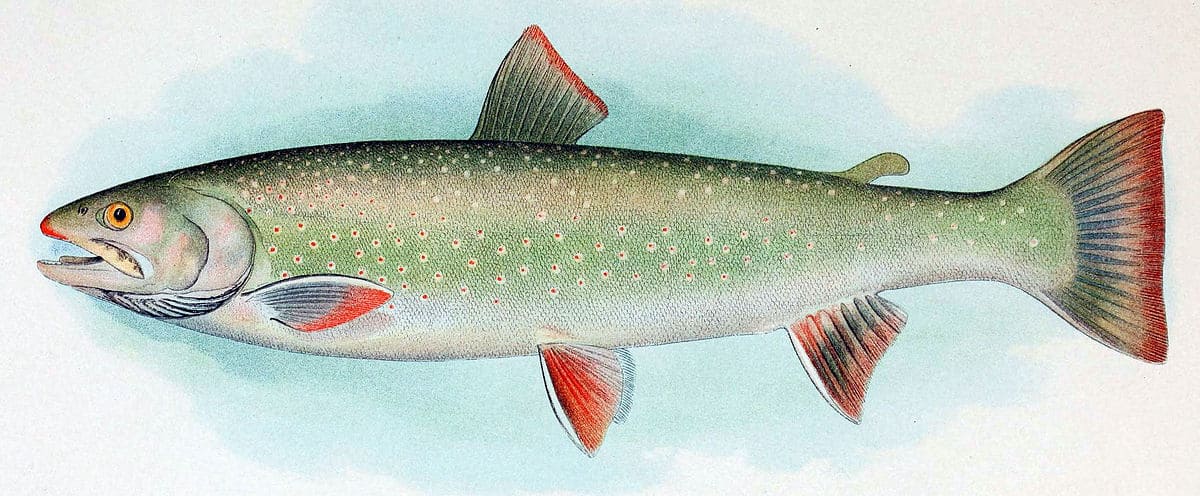 Dolly Varden trout