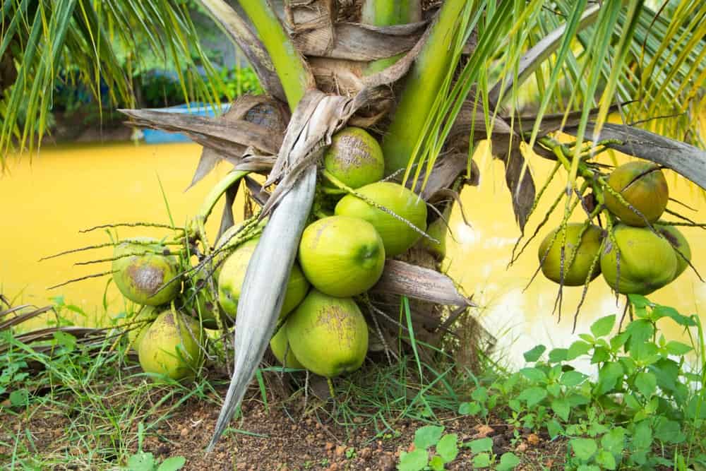 13 Different Types of Coconuts that Grow Around the World