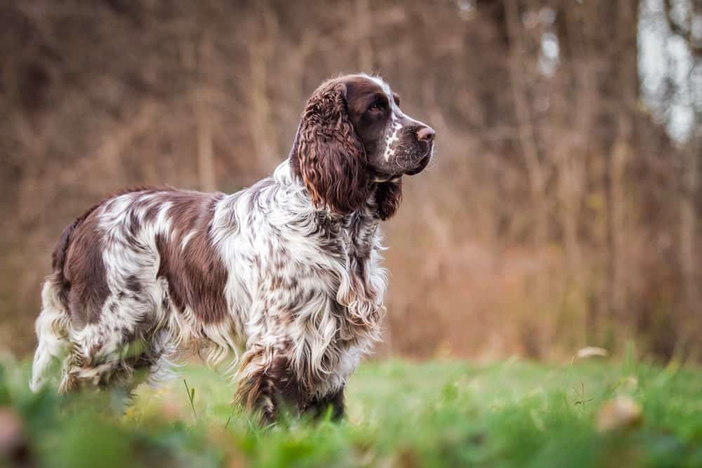 An English Springer Spaniel In the Fields