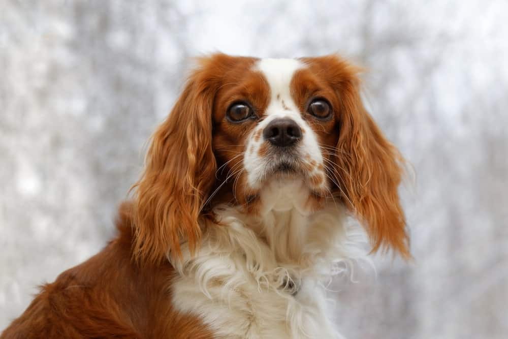 A dog with big brown eyes