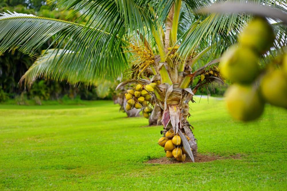 Dwarf Coconut Tree Fruit | Hot Sex Picture