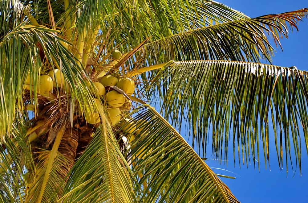 Striking orange coconuts hanging from a tree