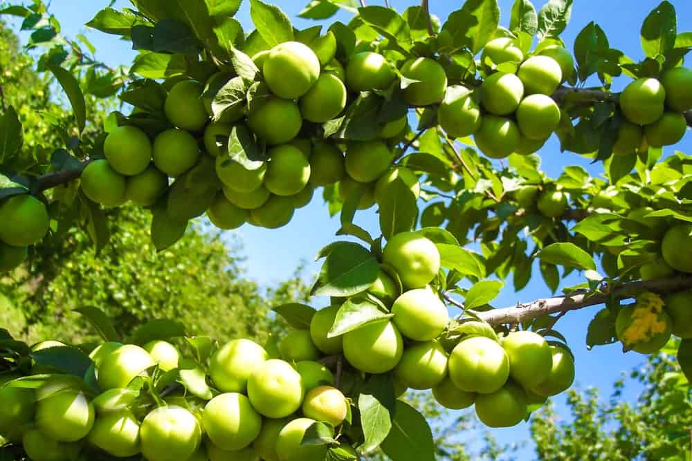 Ripe and Vibrant Greengage Plums on a Tee