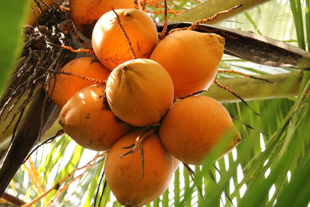A Bunch of King Coconuts