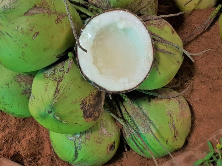 13 Different Types of Coconuts that Grow Around the World