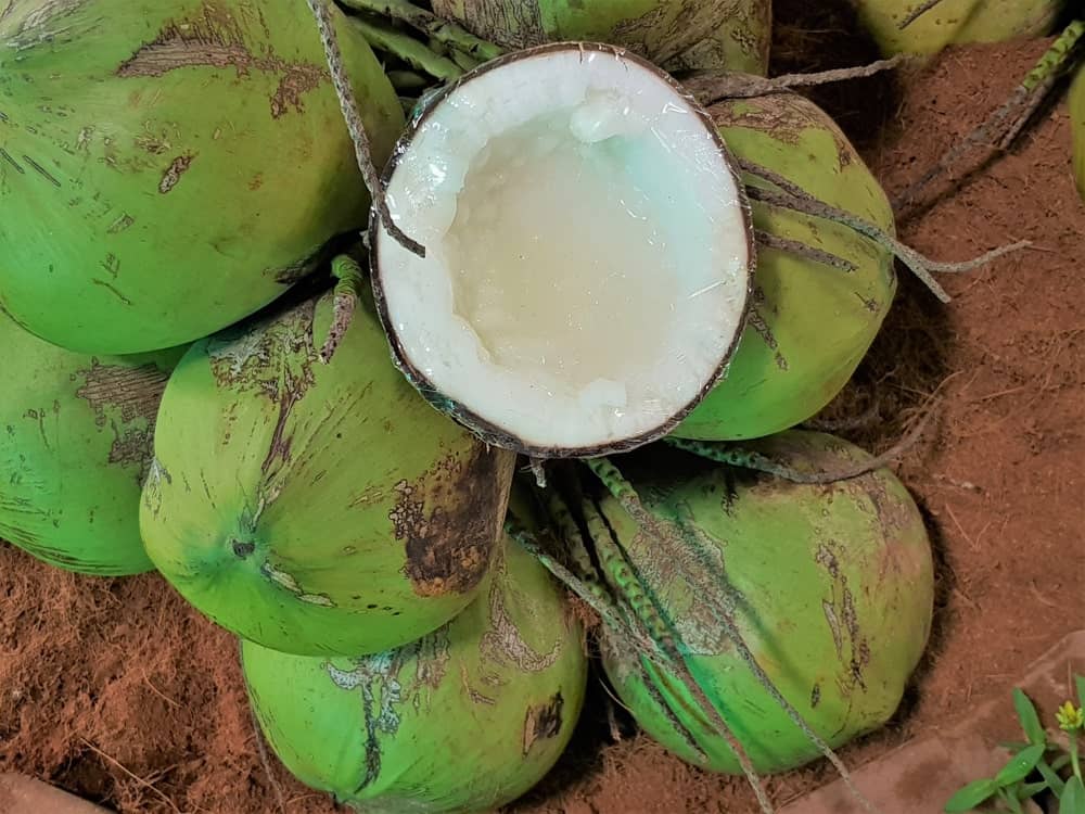 A bunch of Macapuno Coconuts