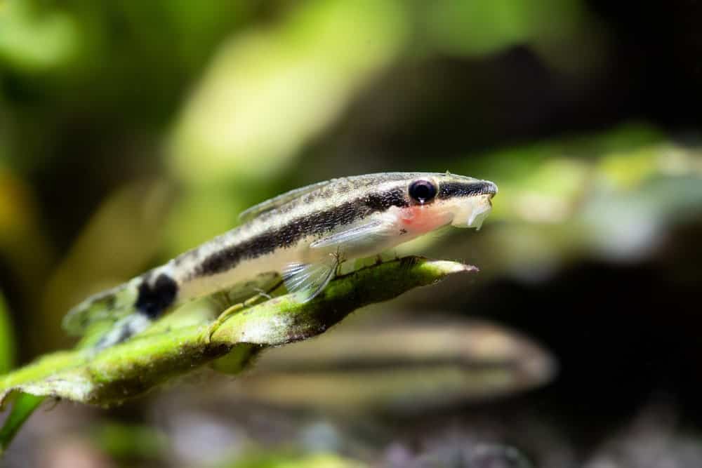 Otocinclus Catfish in the Sea