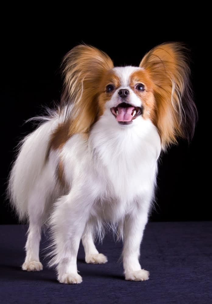 A Papillion Dog against Black Background