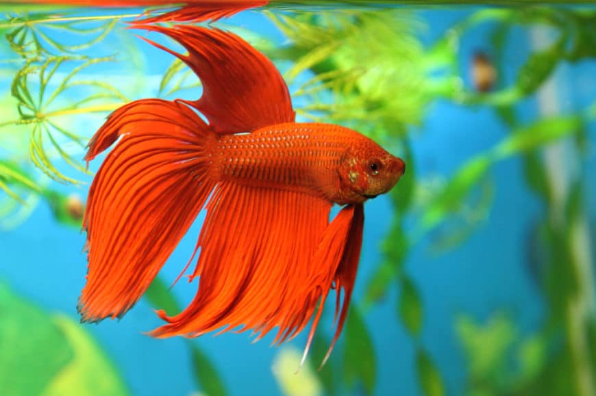 Red Betta fish in aquarium