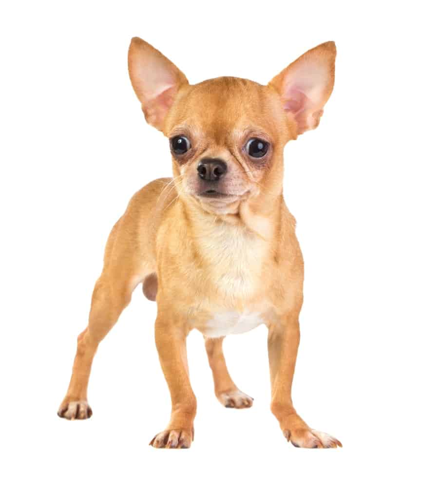 Chihuahua with a Smooth Coat