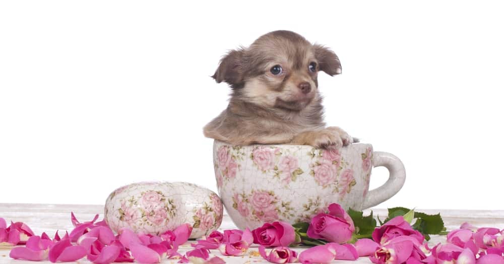 Teacup Chihuahua in a Teacup