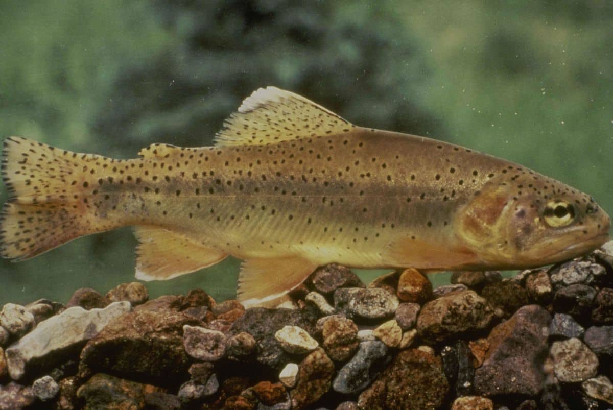 The Gila trout