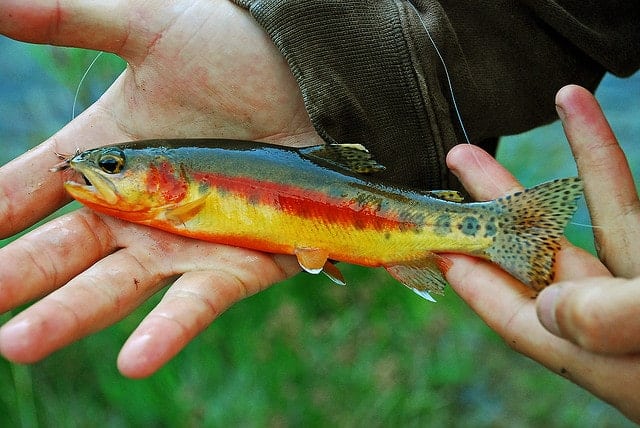 The Golden trout