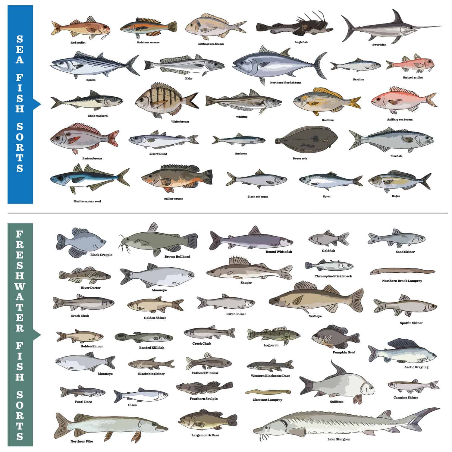 Saltwater Fish Chart Pictures