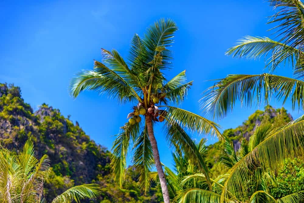 A Variety of West Coast Tall Coconut Trees
