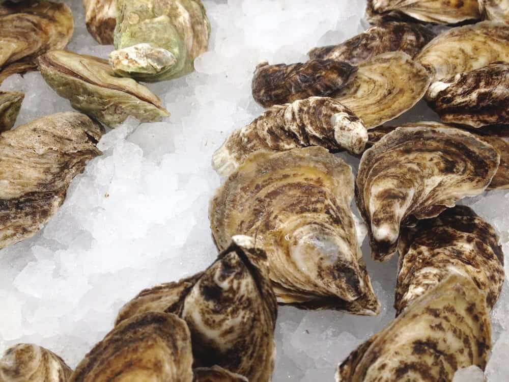 Fresh Beausoleil Oysters on Ice