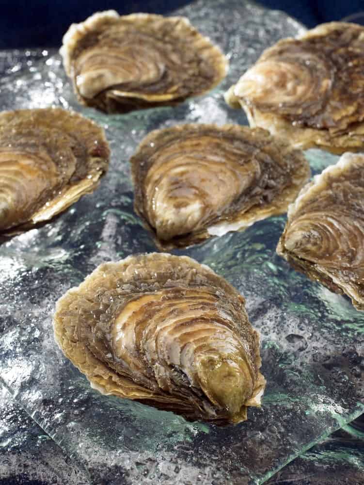 Flat Belon Oysters