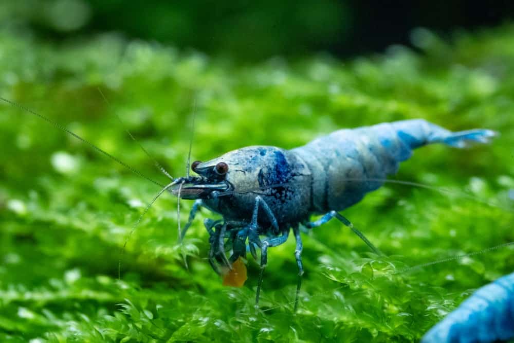 Blue shrimps