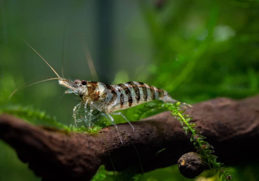 Babaulti shrimps