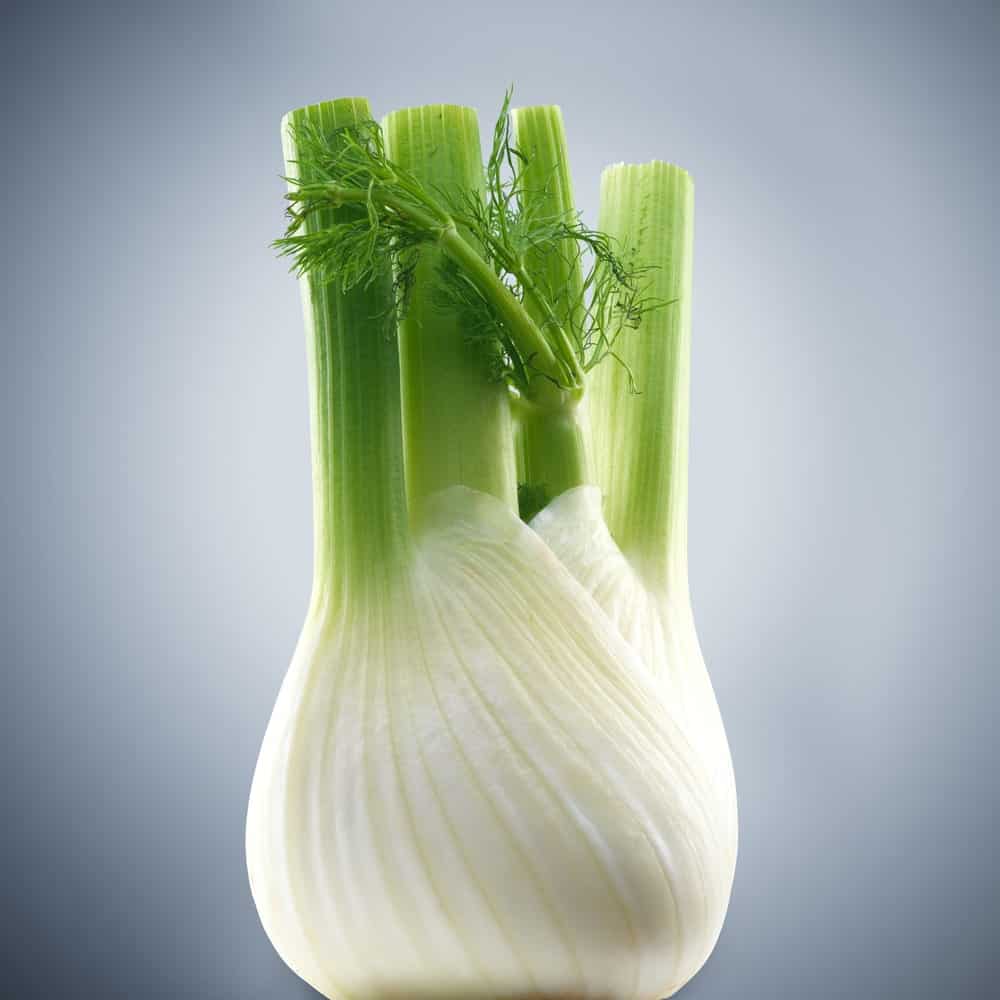Fennel bulb