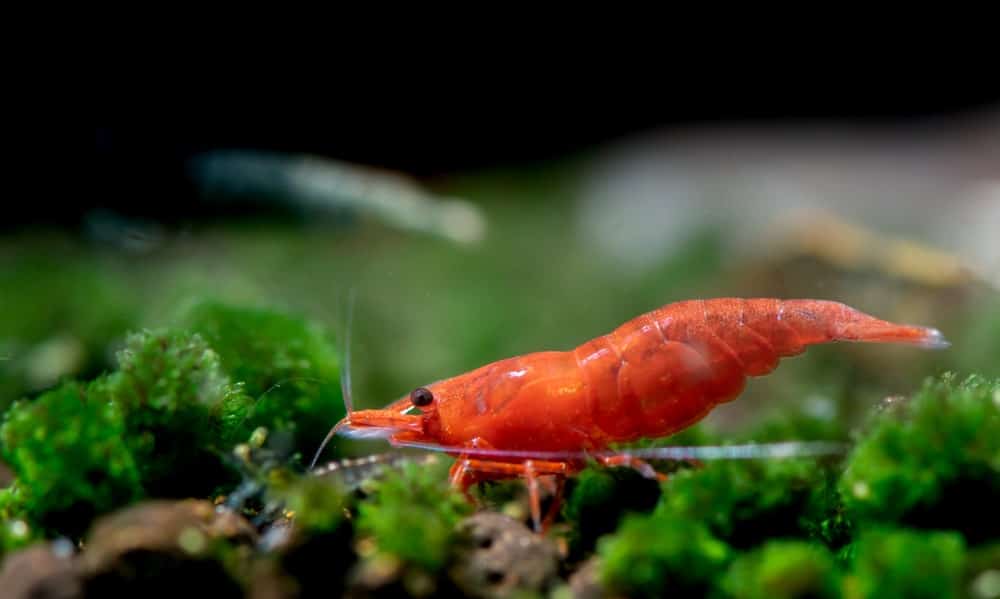 Neocaridina davidi red shrimp