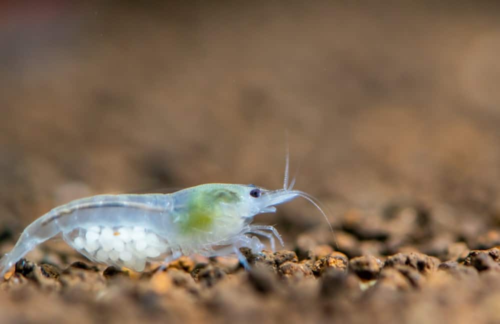 Hasil gambar untuk Snowball Shrimp