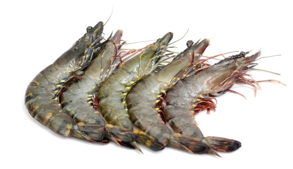 Raw Tiger shrimps