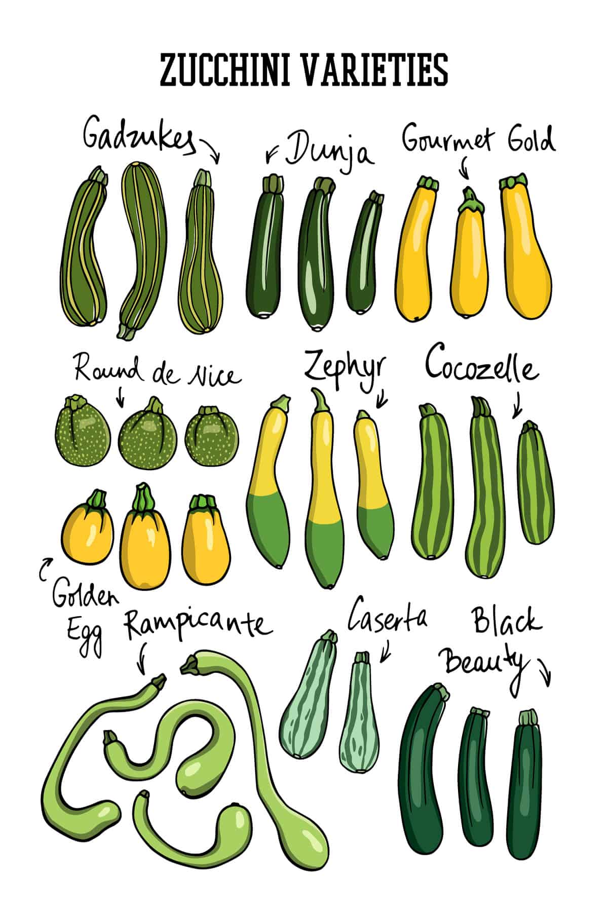 14 Different Types Of Zucchini For All Kinds Of Dishes 14-different-types-of-zucchini-for-all-kinds-of-dishes