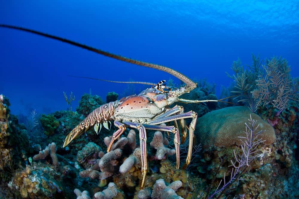 15 Different Types of Lobster