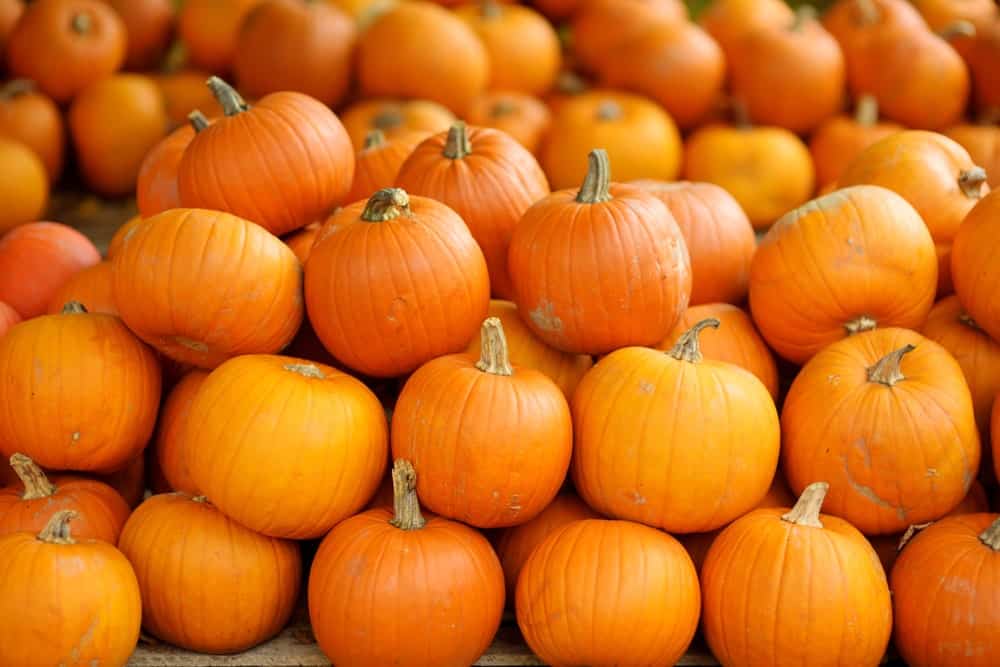 28 Different Types Of Pumpkin
